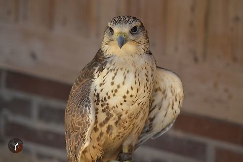 Sakker Falcon - Falco cherrug (Tierra Rapaz, Calahorra, Spain)  Falco cherrug,Falconidae,Saker Falcon