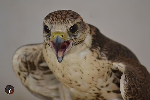 Sakker Falcon - Falco cherrug (Tierra Rapaz, Calahorra, Spain)  Falco cherrug,Falconidae,Saker Falcon