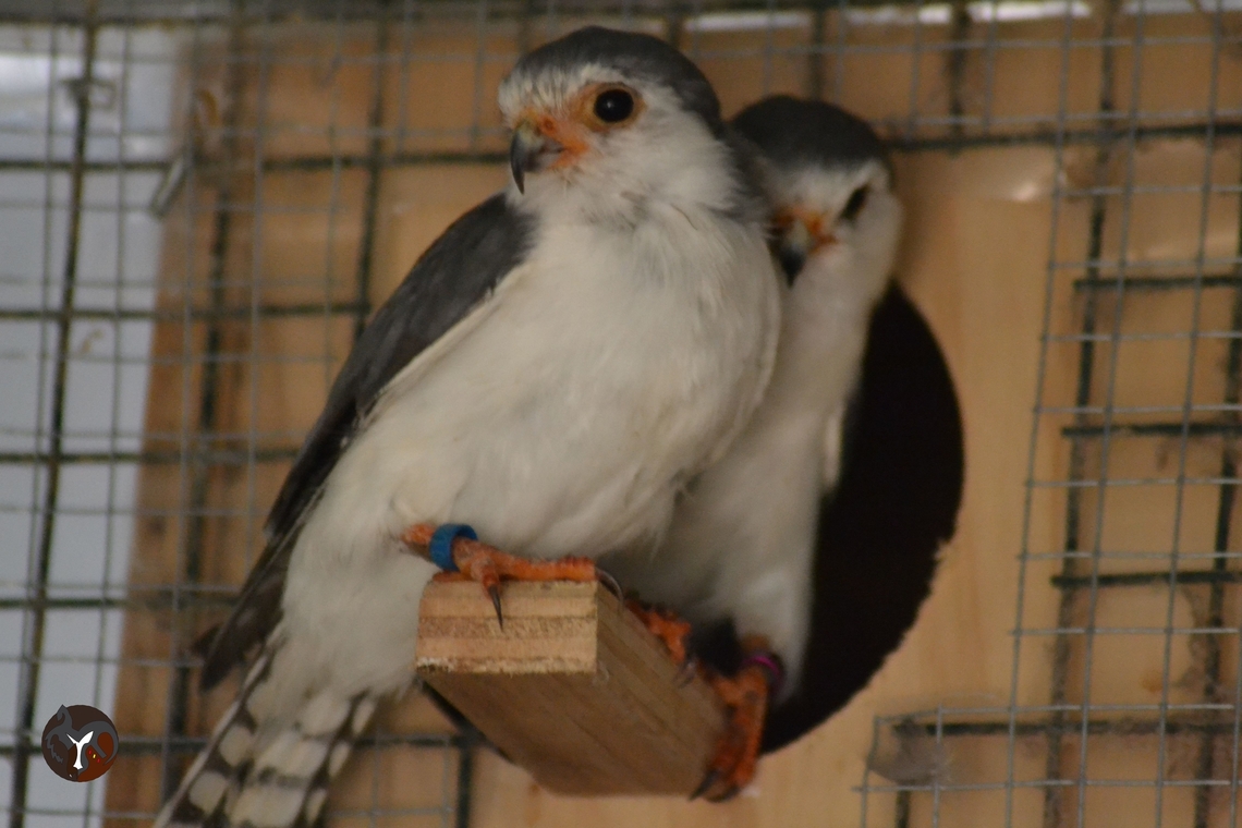 African Pygmy Falcon - Polihierax semitorquatus  Polihierax semitorquatus,Pygmy falcon