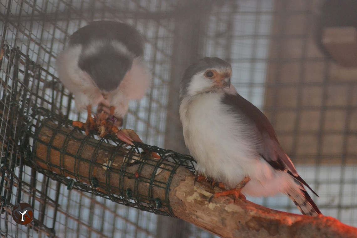 African Pygmy Falcon - Polihierax semitorquatus  Polihierax semitorquatus,Pygmy falcon