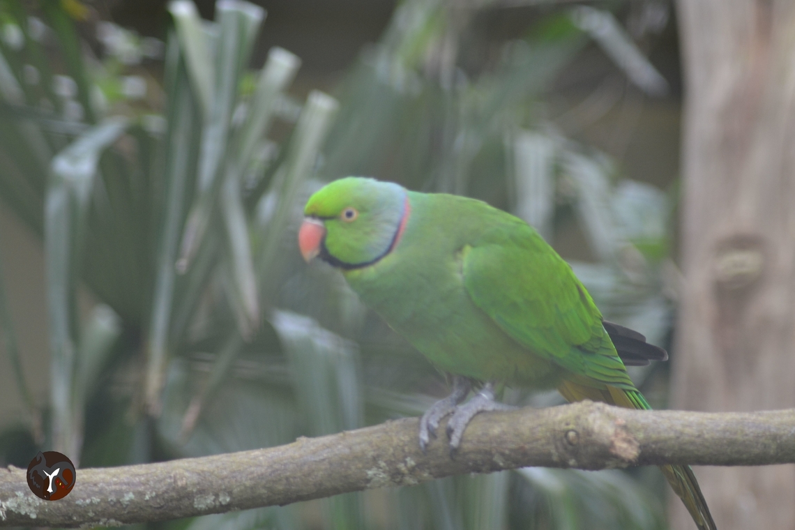 Mauritius Ringed Parakeet - Psittacula eques echo (Jersey Zoo, 2016)  Echo parakeet,Psittacula eques