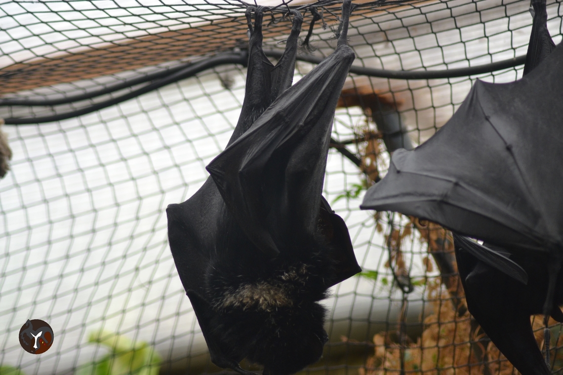 Livingston's Flying Fox - Pteropus livingstonii (Jersey Zoo, United Kingdom)  Livingstones fruit bat,Pteropus livingstonii