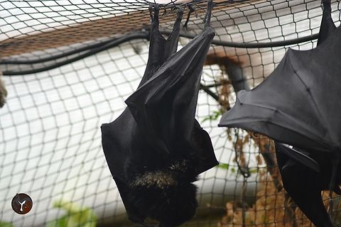 Livingstones fruit bat