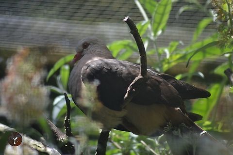 Mauritius Pink Pigeon - Nesoenas mayeri (Jersey Zoo, United Kingdom)  Nesoenas mayeri,Pink Pigeon