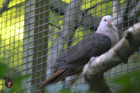 Mauritius Pink Pigeon - Nesoenas mayeri (Jersey Zoo, United Kingdom)  Nesoenas mayeri,Pink Pigeon