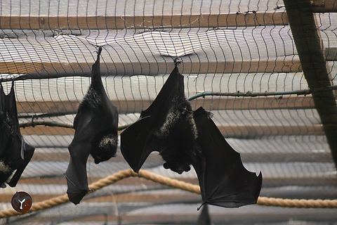 Livingston's Flying Fox - Pteropus livingstonii (Jersey Zoo, United Kingdom)  Livingstones fruit bat,Pteropus livingstonii
