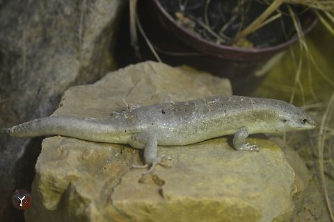 Round Island Skink - Leiolopisma telfairii (Jersey Zoo, United Kingdom)  Leiolopisma telfairii