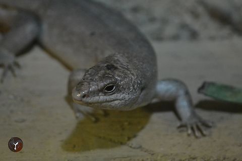 Round Island Skink - Leiolopisma telfairii (Jersey Zoo, United Kingdom)  Leiolopisma telfairii