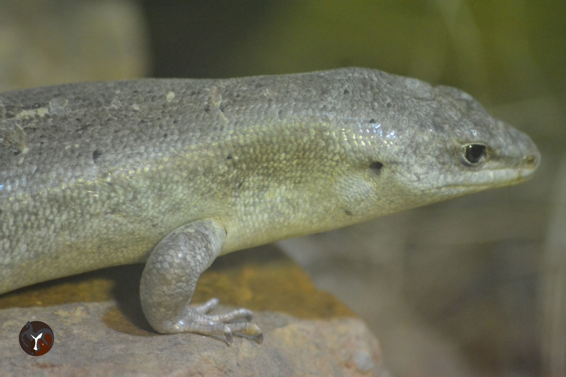 Round Island Skink - Leiolopisma telfairii (Jersey Zoo, United Kingdom)  Leiolopisma telfairii