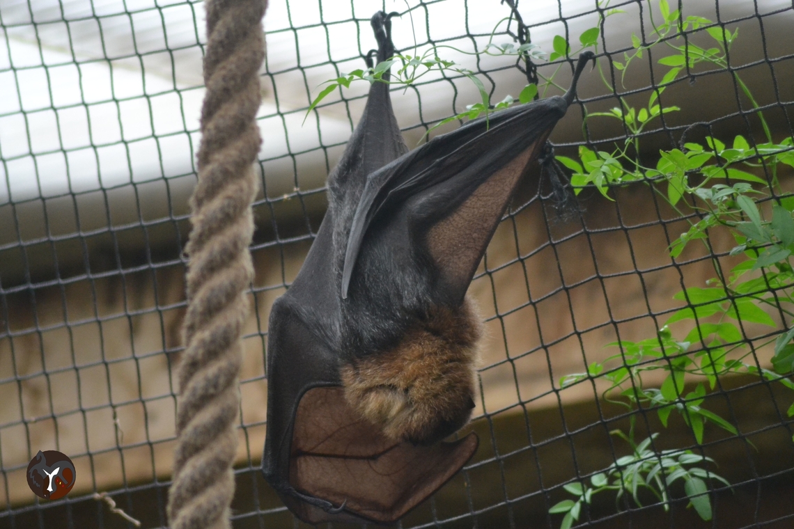 Rodrigues Flying Fox - Pteropus rodriciensis (Jersey Zoo, United Kingdom)  Pteropus rodricensis,Rodrigues flying fox