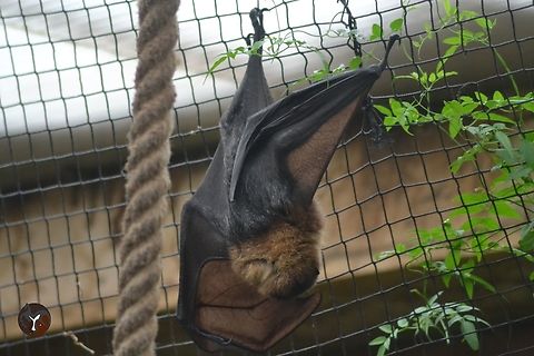 Rodrigues Flying Fox - Pteropus rodriciensis (Jersey Zoo, United Kingdom)  Pteropus rodricensis,Rodrigues flying fox