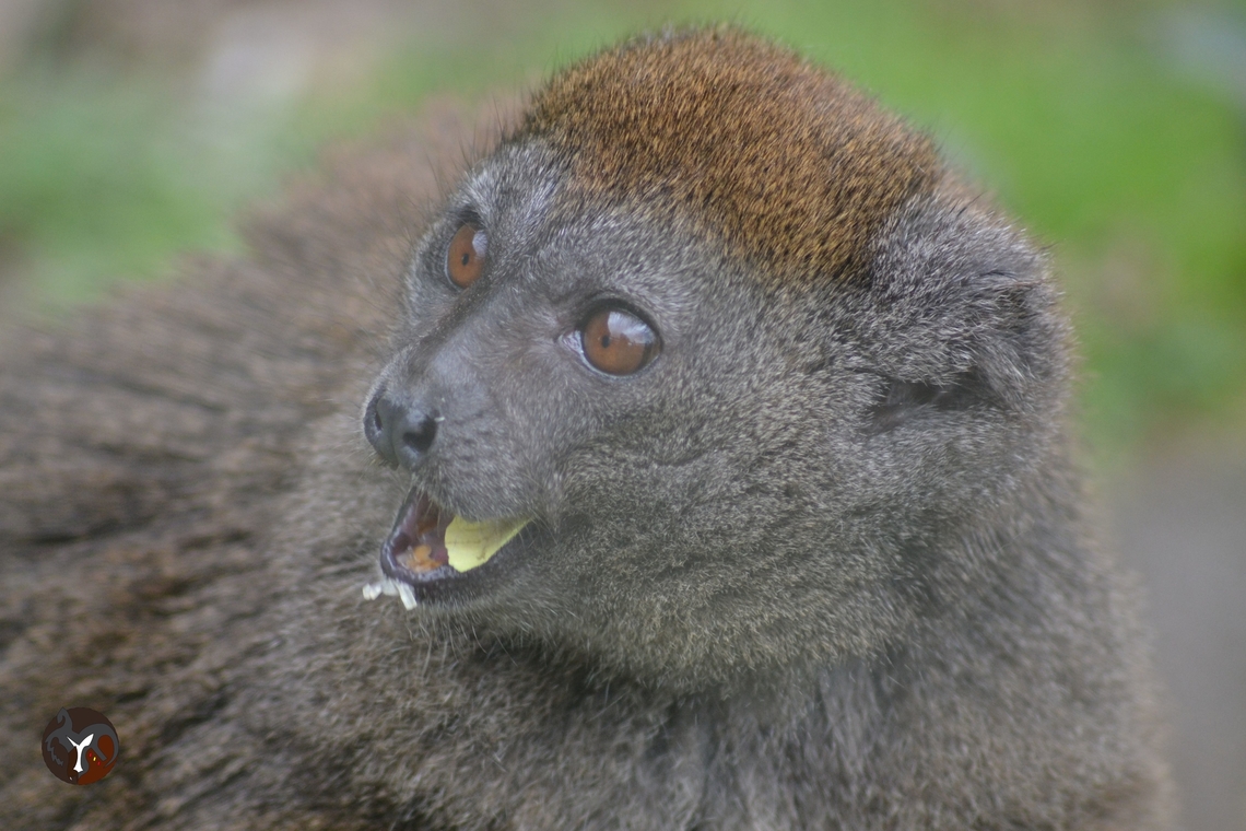 Alaotran Gentle Lemur - Hapalemur alaotrensis (Jersey Zoo, United Kingdom)  Channel Islands,Hapalemur alaotrensis,Lac Alaotra bamboo lemur,Lemuridae,Madagascar,Primates,United Kingdom