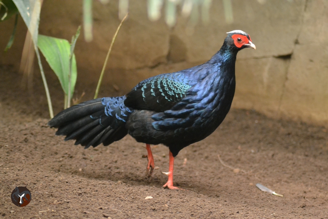 Edward's Pheasant - Lophura edwardsi (Bioparc Fuengirola, Spain)  Edwards's Pheasant,Lophura edwardsi