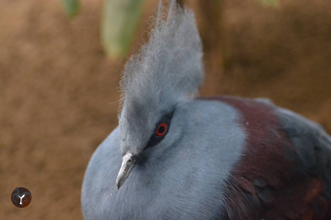 Western Crowned-Pigeon - Goura cristata (Bioparc Fuengirola)  Goura cristata,Western crowned pigeon