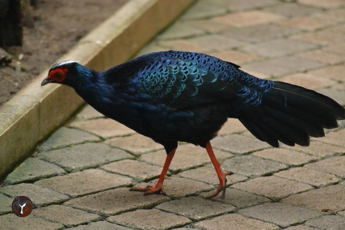 Edward's Pheasant - Lophura edwardsi (Bioparc Fuengirola, Spain)  Edwards's Pheasant,Lophura edwardsi