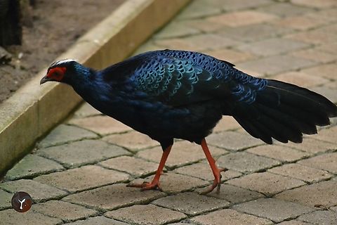 Edward's Pheasant - Lophura edwardsi (Bioparc Fuengirola, Spain)  Edwards's Pheasant,Lophura edwardsi