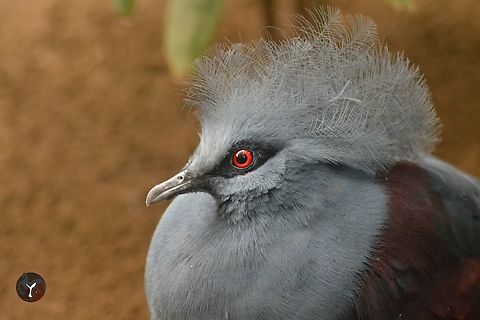 Western Crowned-Pigeon - Goura cristata (Bioparc Fuengirola)  Goura cristata,Western crowned pigeon