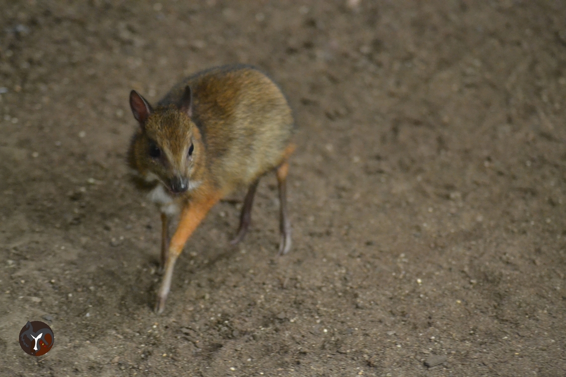Lesser Mouse-deer - Tragulus javanicus (Bioparc Fuengirola, Spain)  Java mouse-deer,Tragulus javanicus