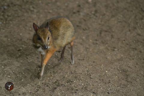 Lesser Mouse-deer - Tragulus javanicus (Bioparc Fuengirola, Spain)  Java mouse-deer,Tragulus javanicus