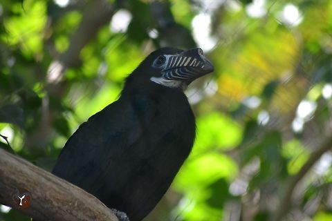 Visayas Tarictic Hornbill - Penelopides panini panini (Bioparc Fuengirola, Spain)  Penelopides panini,Visayan hornbill