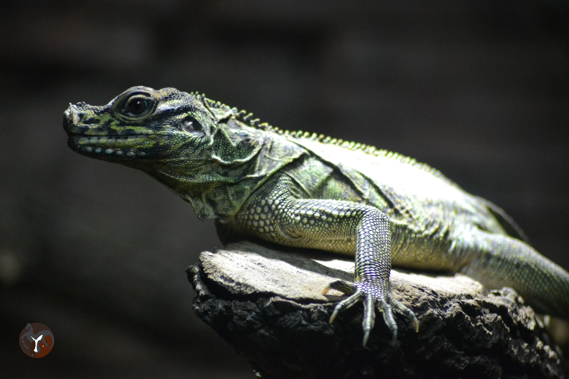 Philippine Sail-Lizard - Hydrosaurus pustulatus (Bioparc Fuengirola, Spain)  Hydrosaurus pustulatus,Philippine sailfin lizard