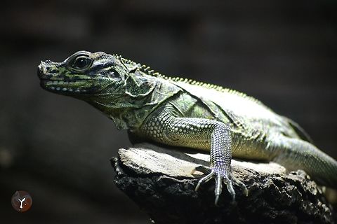 Philippine Sail-Lizard - Hydrosaurus pustulatus (Bioparc Fuengirola, Spain)  Hydrosaurus pustulatus,Philippine sailfin lizard