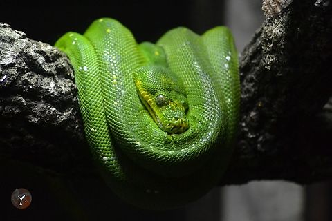 Green Tree Python - Morelia viridis (Bioparc Fuengirola, Spain)  Green tree python,Morelia viridis