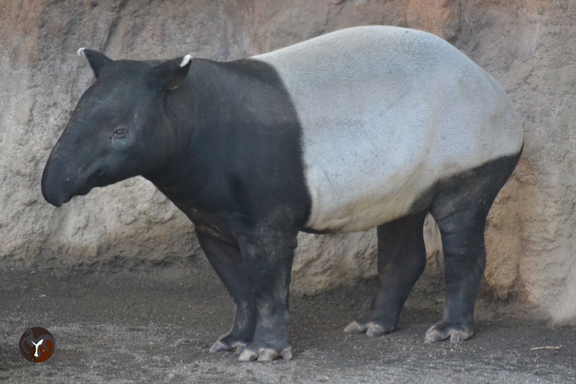 Malayan Tapir - Tapirus indicus (Bioparc Fuengirola, Spain)  Malayan Tapir,Tapirus indicus