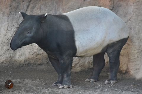 Malayan Tapir - Tapirus indicus (Bioparc Fuengirola, Spain)  Malayan Tapir,Tapirus indicus