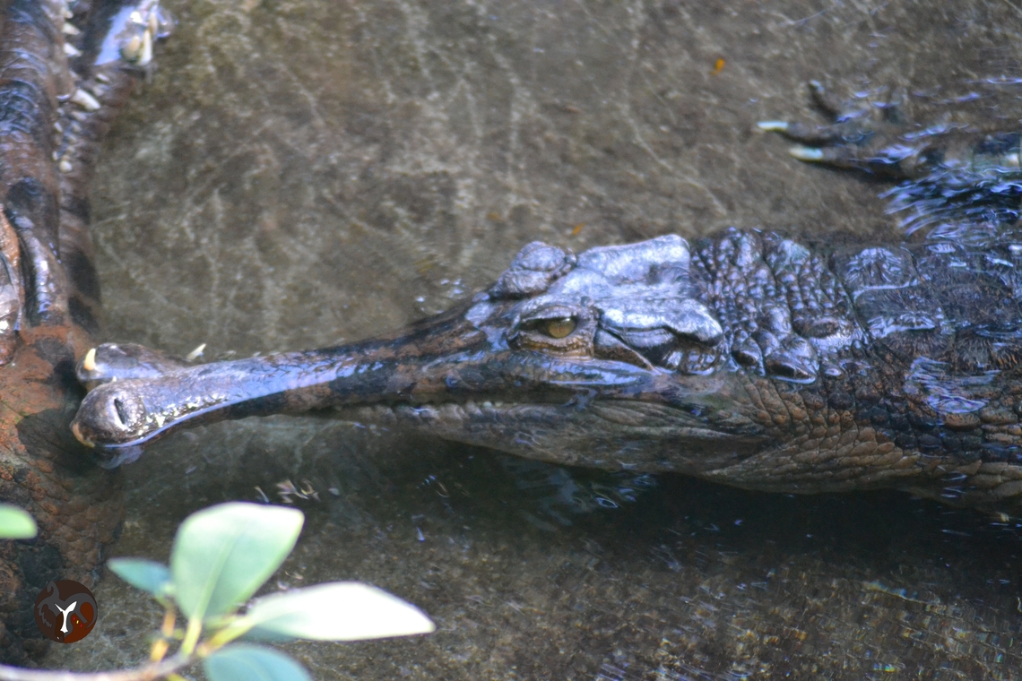 False gharial - Tomistoma schlegelii (Bioparc Fuengirola, Spain)  False gharial,Tomistoma schlegelii