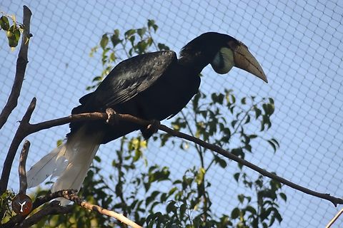 Wreathed Hornbill - Rhyticeros undulatus (Bioparc Fuengirola, Spain)  Rhyticeros undulatus,Wreathed hornbill