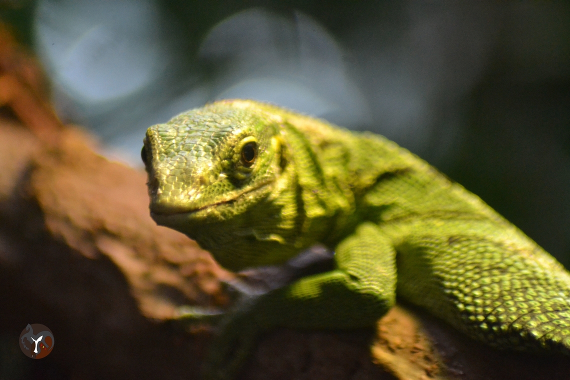 Green Tree Monitor Lizard - Varanus (Hapturosaurus) prasinus (Bioparc Fuengirola, Spain)  Emerald Tree Monitor,Varanus prasinus