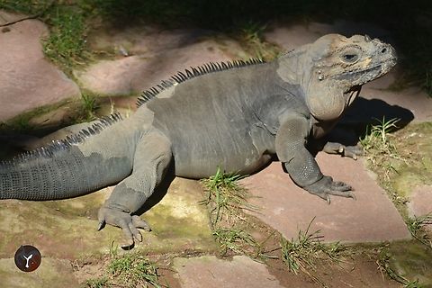Rhinoceros Iguana - Cyclura cornuta (Bioparc Fuengirola, Spain)  Cyclura cornuta,Rhinoceros iguana