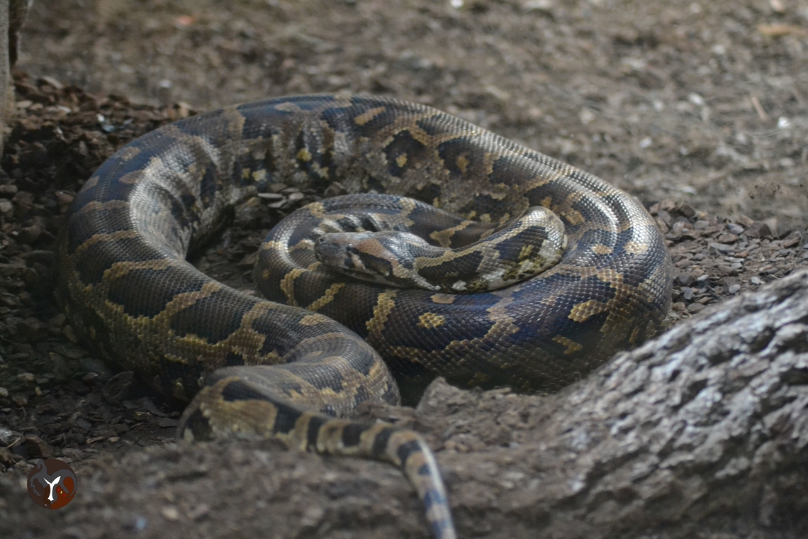 Burmese Python - Python bivittatus (Bioparc Fuengirola, Spain)  Burmese Python,Python bivittatus