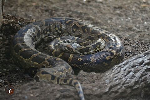 Burmese Python - Python bivittatus (Bioparc Fuengirola, Spain)  Burmese Python,Python bivittatus