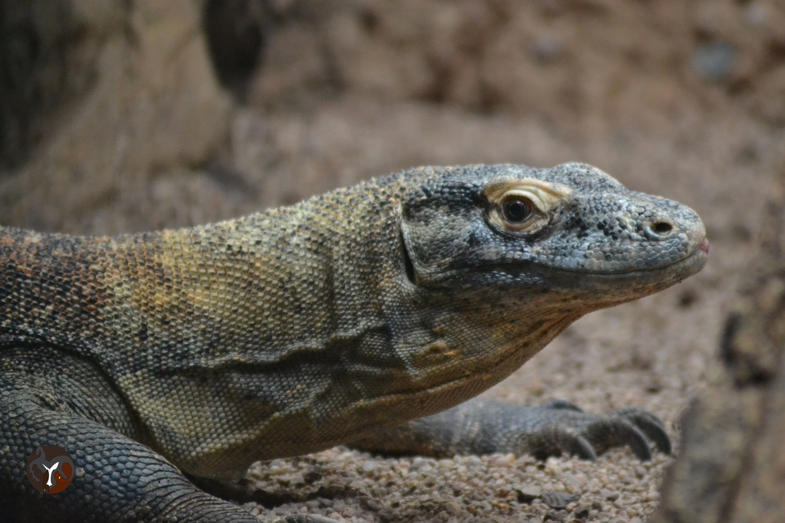 Komodo Dragon - Varanus (Varanus) komodoensis (Bioparc Fuengirola, Spain)  Komodo dragon,Varanus komodoensis