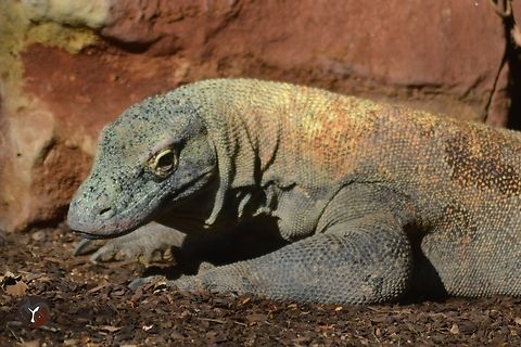 Komodo Dragon - Varanus (Varanus) komodoensis (Bioparc Fuengirola, Spain)  Komodo dragon,Varanus komodoensis