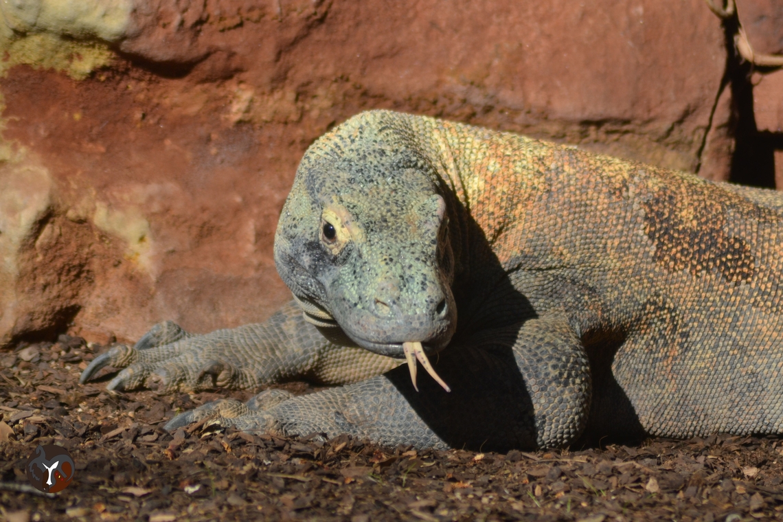 Komodo Dragon - Varanus (Varanus) komodoensis (Bioparc Fuengirola, Spain)  Komodo dragon,Varanus komodoensis