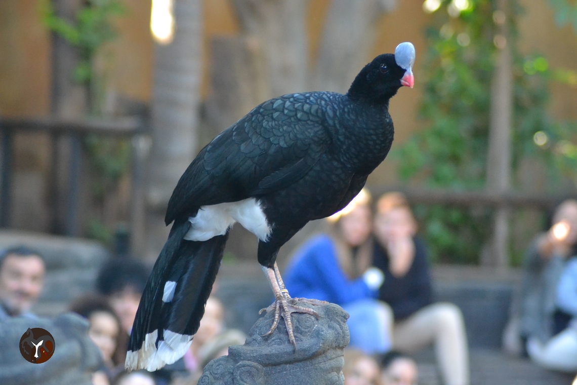 Northern Helmeted Curassow - Pauxi pauxi pauxi (Bioparc Fuengirola, Spain)  Helmeted curassow,Pauxi pauxi