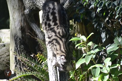 Cape Genett - Genetta tigrina (Bioparc Fuengirola, Spain)  Cape genet,Genetta tigrina