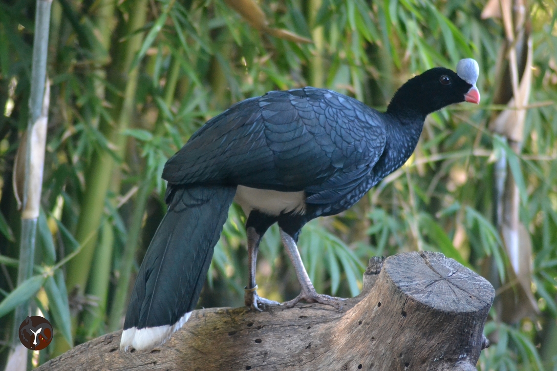 Northern Helmeted Curassow - Pauxi pauxi pauxi (Bioparc Fuengirola, Spain)  Helmeted curassow,Pauxi pauxi