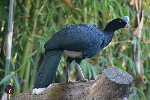 Northern Helmeted Curassow - Pauxi pauxi pauxi (Bioparc Fuengirola, Spain)  Helmeted curassow,Pauxi pauxi