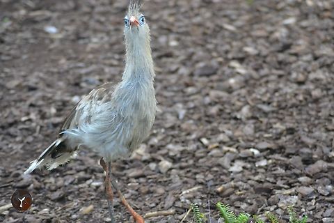 Red-legged Seriema - Cariama cristata (Bioparc Fuengirola, Spain)  Cariama cristata,Red-legged Seriema