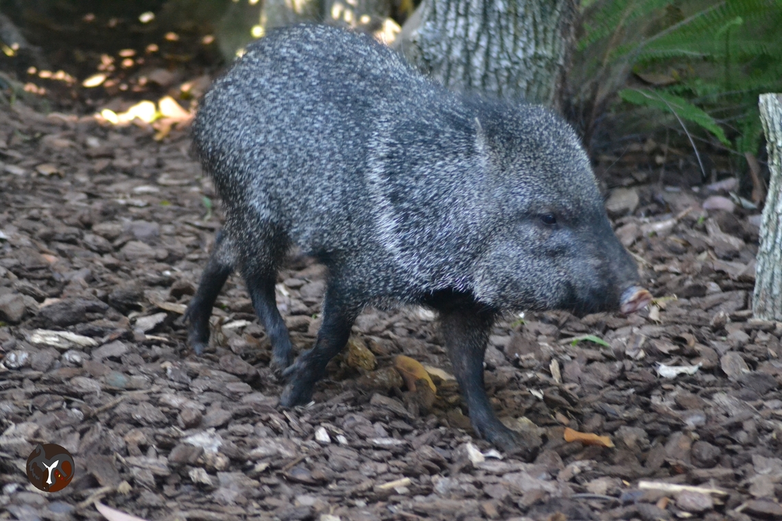 White-lipped Peccary - Tayassu pecari (Bioparc Fuengirola, Spain)  Tayassu pecari,White-lipped peccary