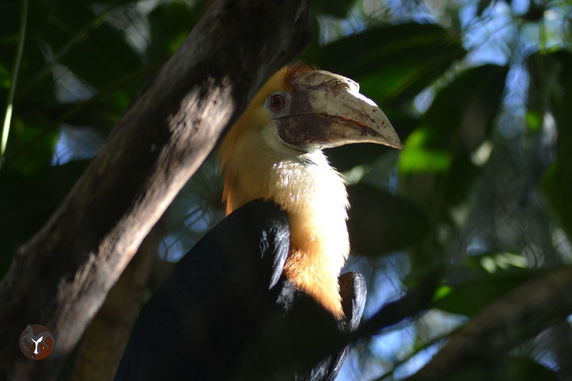 Blyth's Hornbill - Rhyticeros plicatus (Bioparc Fuengirola, Spain)  Blyth's hornbill,Rhyticeros plicatus