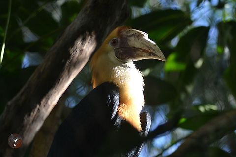 Blyth's Hornbill - Rhyticeros plicatus (Bioparc Fuengirola, Spain)  Blyth's hornbill,Rhyticeros plicatus