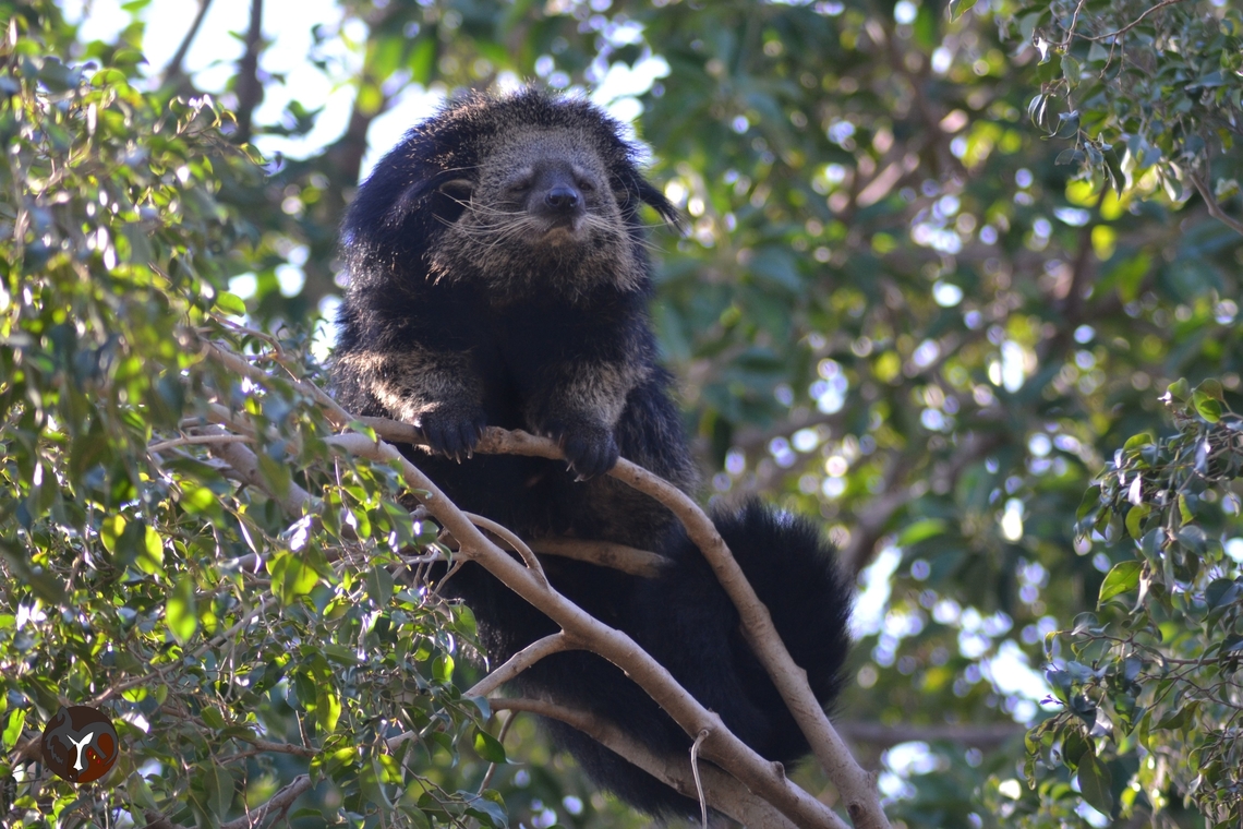 Binturong - Arctictis binturong (Bioparc Fuengirola, Spain)  Arctictis binturong,Binturong
