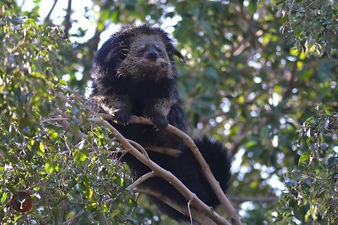 Binturong - Arctictis binturong (Bioparc Fuengirola, Spain)  Arctictis binturong,Binturong
