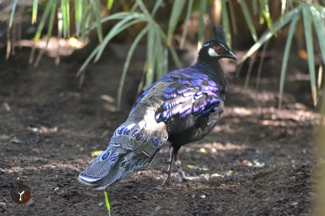 Palawan Peacock-Pheasant - Polyplectron napoleonis (Bioparc Fuengirola, Spain)  Palawan peacock-pheasant,Polyplectron napoleonis