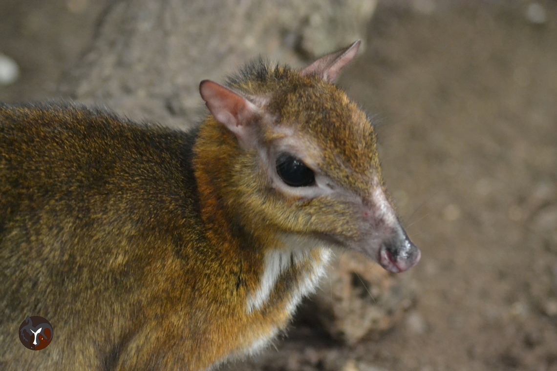 Lesser Mouse-deer - Tragulus javanicus (Bioparc Fuengirola, Spain)  Java mouse-deer,Tragulus javanicus
